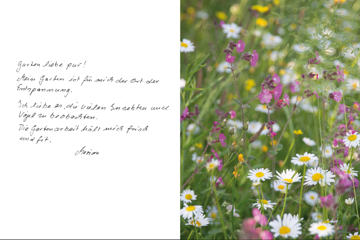 Die Grafik ist zweigeteilt: Links steht handschriftlicher Text auf weißem Hintergrund, rechts ist eine Nahaufnahme einer blühenden Wiese mit Gänseblümchen und pinken Wildblumen. Der Text lautet: „Gartenliebe pur! Mein Garten ist für mich der Ort der Entspannung. Ich liebe es, die vielen Insekten und Vögel zu beobachten. Die Gartenarbeit hält mich frisch und fit. Marion.“